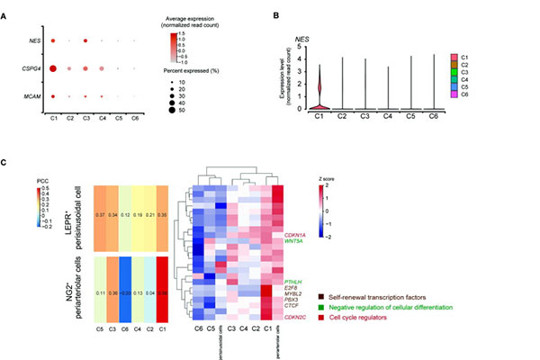 Single-Cell Transcriptomic Analysis Reveals The Cellular Heterogeneity Of Mesenchymal Stem Cells