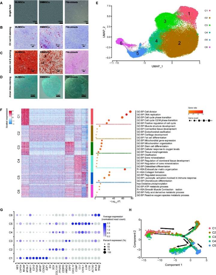 Mitophagy Detection Kit