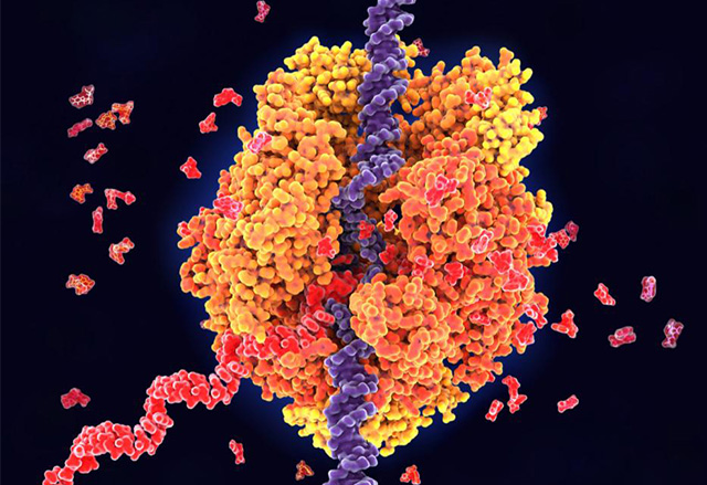 single cell transcriptome sequencing