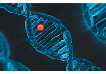 GJB2 Gene Coding Region and Splicing Site Detection