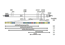 100 Loci of 18 Deafness-Related Genes Detection