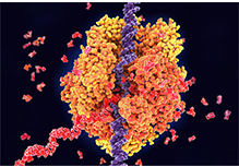 Single-Cell Transcriptome Sequencing