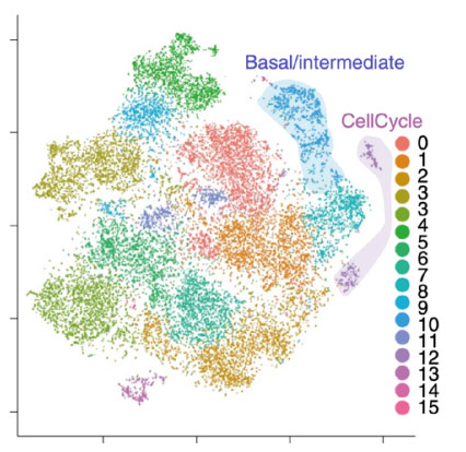 Cell-Grouping-and-Subpopulation-Annotation.jpg