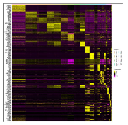 Differential-Gene-Clustering-Heatmap.jpg