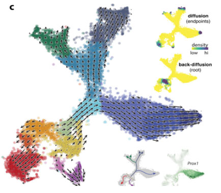 RNA-Velocity-Analysis.jpg