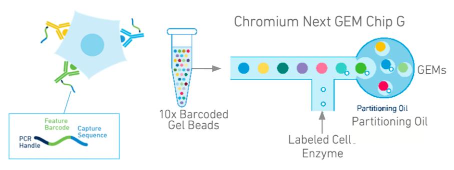 10x_Feature_Barcode_Experiment_Process.jpg