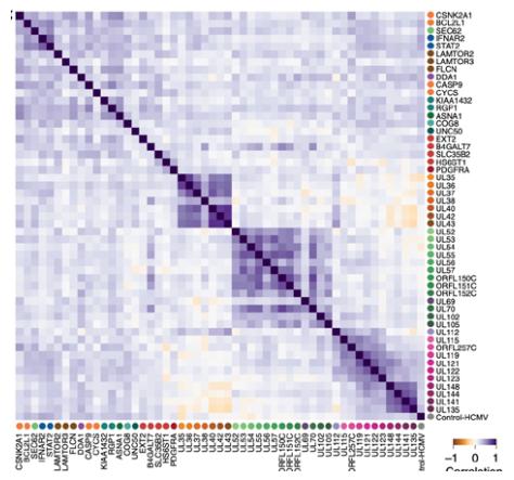 Correlation_heatmap_between_sgRNA_subgroups.jpg