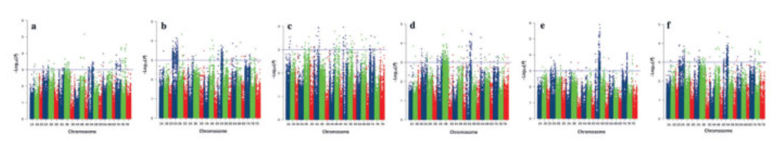 Genome Wide Association Study